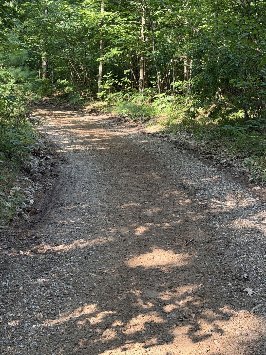 Newly graded gravel driveway cut through wooded property